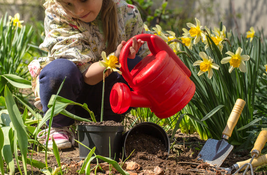 Your Very First Flower Garden: How to Make it a Blooming Success