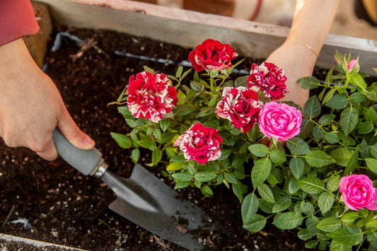 Start Planting Annuals for a Pop of Color in Your Garden Beds